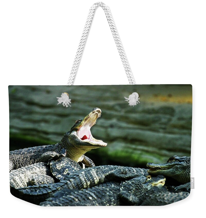 Alligator Weekender Tote Bag featuring the photograph Gator Yawn by Anthony Jones