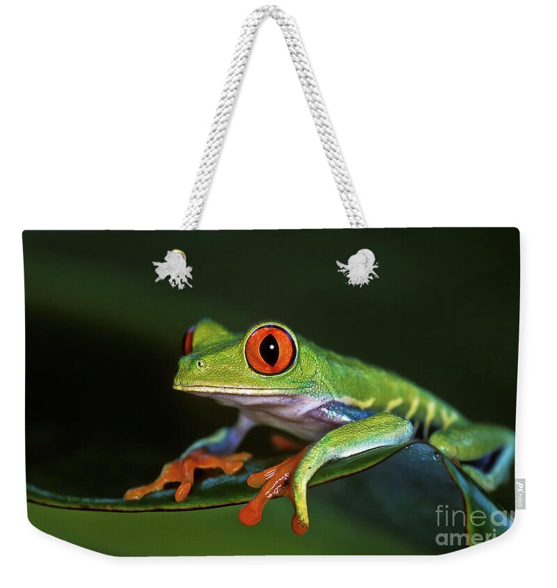 Costa Rica Weekender Tote Bag featuring the photograph Gaudy Leaf Frog - Costa Rica by Henk Meijer Photography