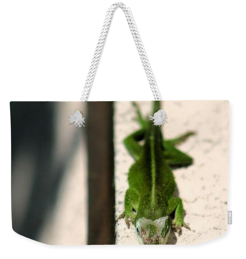 Macro Weekender Tote Bag featuring the photograph Sunbathing Lizard by Angela Rath