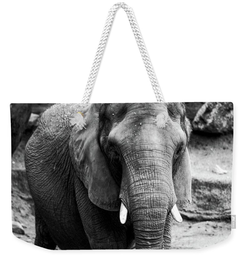 Elephant Weekender Tote Bag featuring the photograph Gentle One by Karol Livote