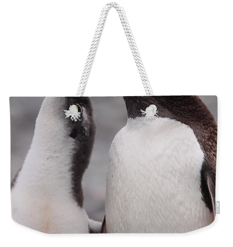 Gentoo Weekender Tote Bag featuring the photograph Gentoo Penguin Parenting by Bruce J Robinson