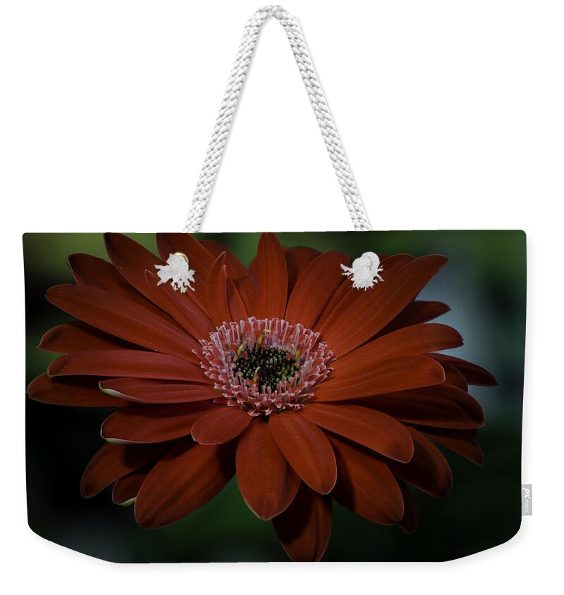Red Weekender Tote Bag featuring the photograph Gerber Daisy by Rod Sterling