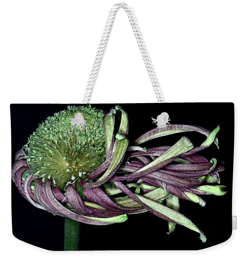 Withering Gerbera Weekender Tote Bag featuring the photograph Gerbera Twists by Debra Sabeck