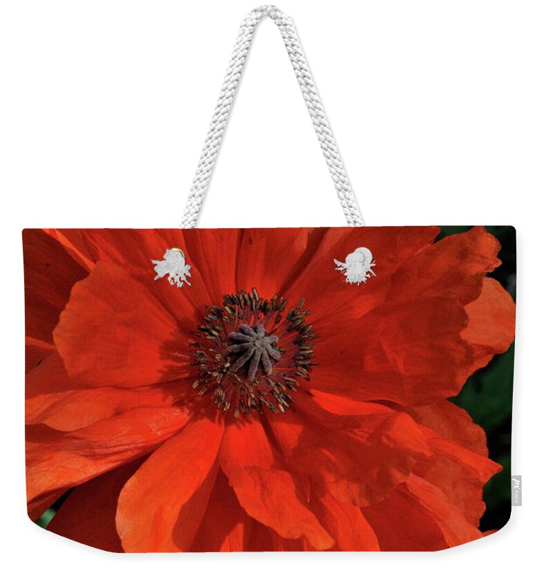 Flowers.poppy Weekender Tote Bag featuring the photograph Giant Mountain Poppy by Ron Cline