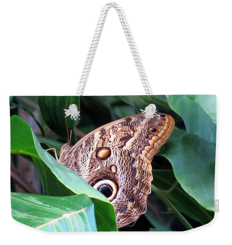 Butterfly Weekender Tote Bag featuring the photograph Giant Owl Butterfly by Betty Buller Whitehead
