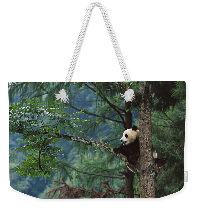 Mp Weekender Tote Bag featuring the photograph Giant Panda Ailuropoda Melanoleuca by Cyril Ruoso
