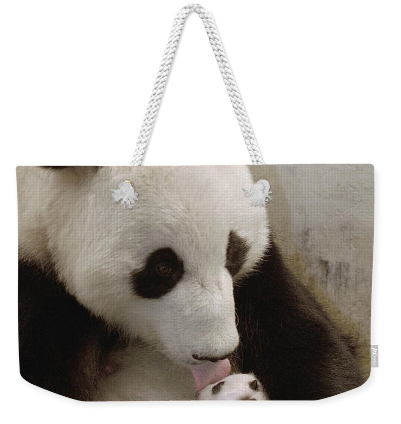 Mp Weekender Tote Bag featuring the photograph Giant Panda Ailuropoda Melanoleuca Xi by Katherine Feng