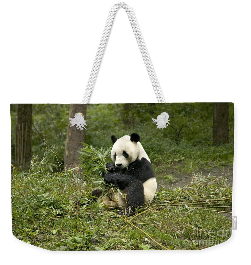 Giant Panda Weekender Tote Bag featuring the photograph Giant Panda Eating Bamboo by Inga Spence