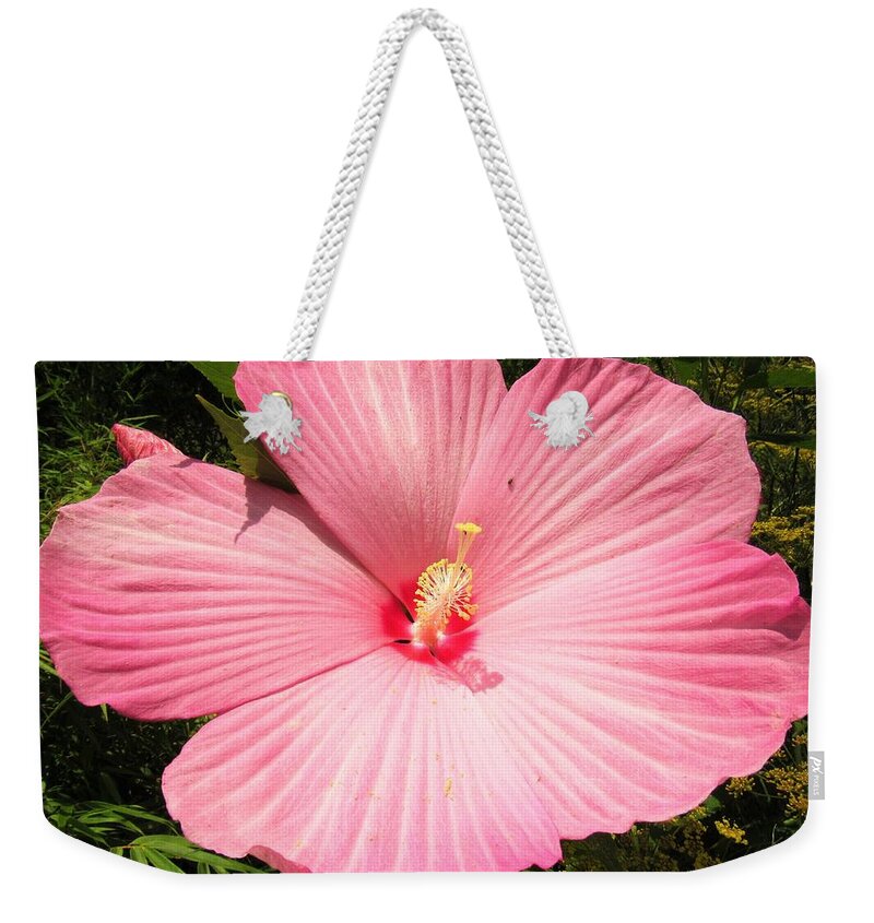 Giant Pink Hibiscus Giant Flowers Giant Pink Flowers Rare Flowers Large Flowers Big Flowers Pink Flora Weekender Tote Bag featuring the photograph Giant Pink Hibiscus by Joshua Bales