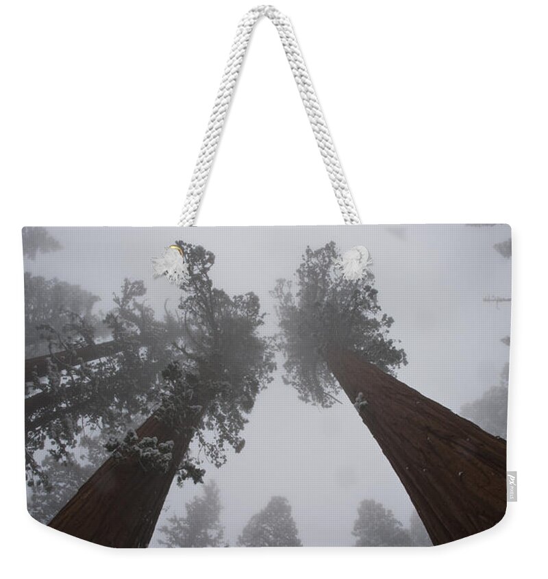 Giant Sequoia Weekender Tote Bag featuring the photograph Giant Sequoias by Gregory G Dimijian MD