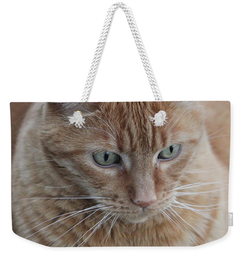 Ginger Tabby Weekender Tote Bag featuring the photograph Ginger Cat by Donna L Munro