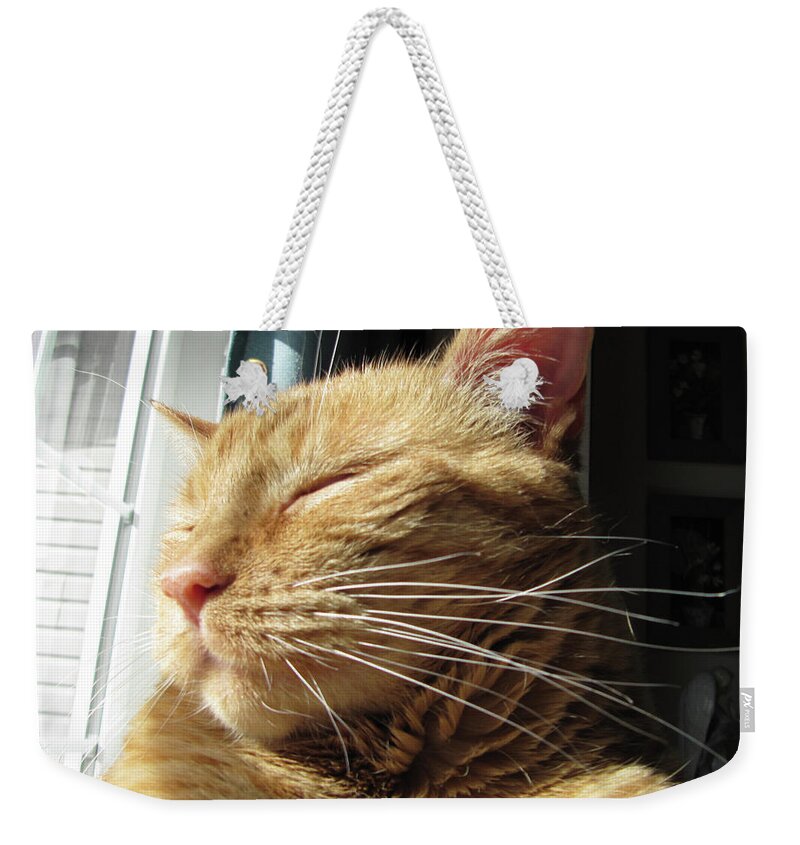 Ginger Tabby Weekender Tote Bag featuring the photograph Ginger Tabby by Donna L Munro