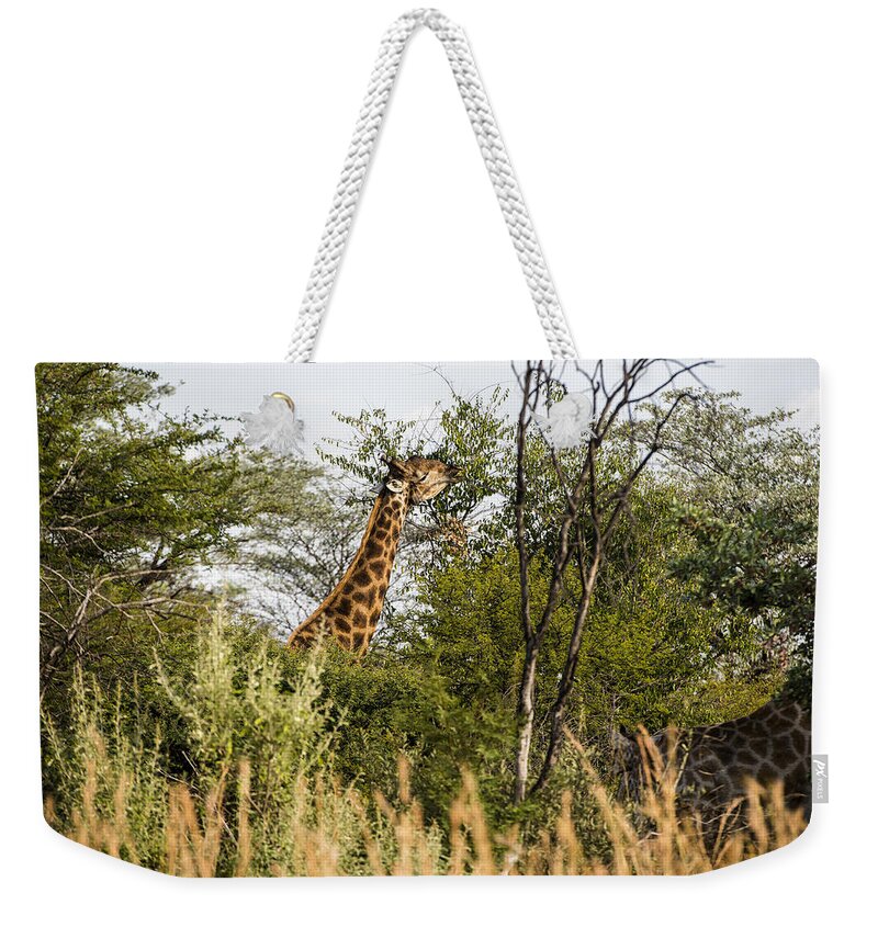 Animals Weekender Tote Bag featuring the photograph Giraffe browsing by Patrick Kain