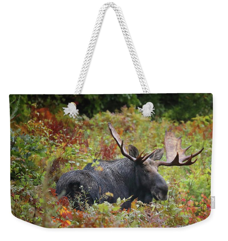 Moose Weekender Tote Bag featuring the photograph Giving Me the Eye by Duane Cross