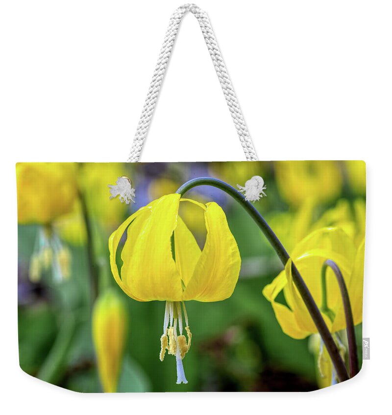 Wild Flower Weekender Tote Bag featuring the photograph Glacier Lily by Jack Bell