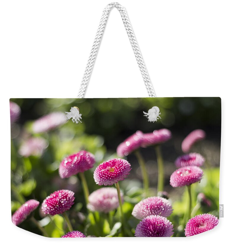 Nature Weekender Tote Bag featuring the photograph Glittering daisies by Helga Novelli