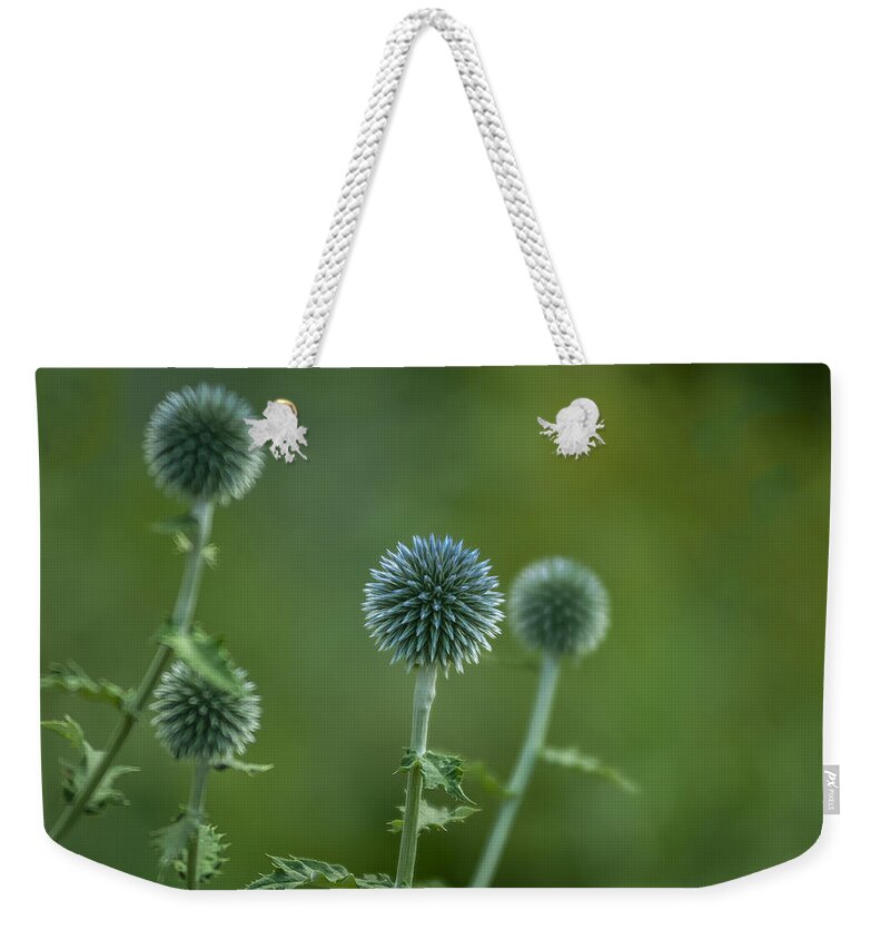 Flowers Weekender Tote Bag featuring the photograph Globe Thistles Echinops by David Smith