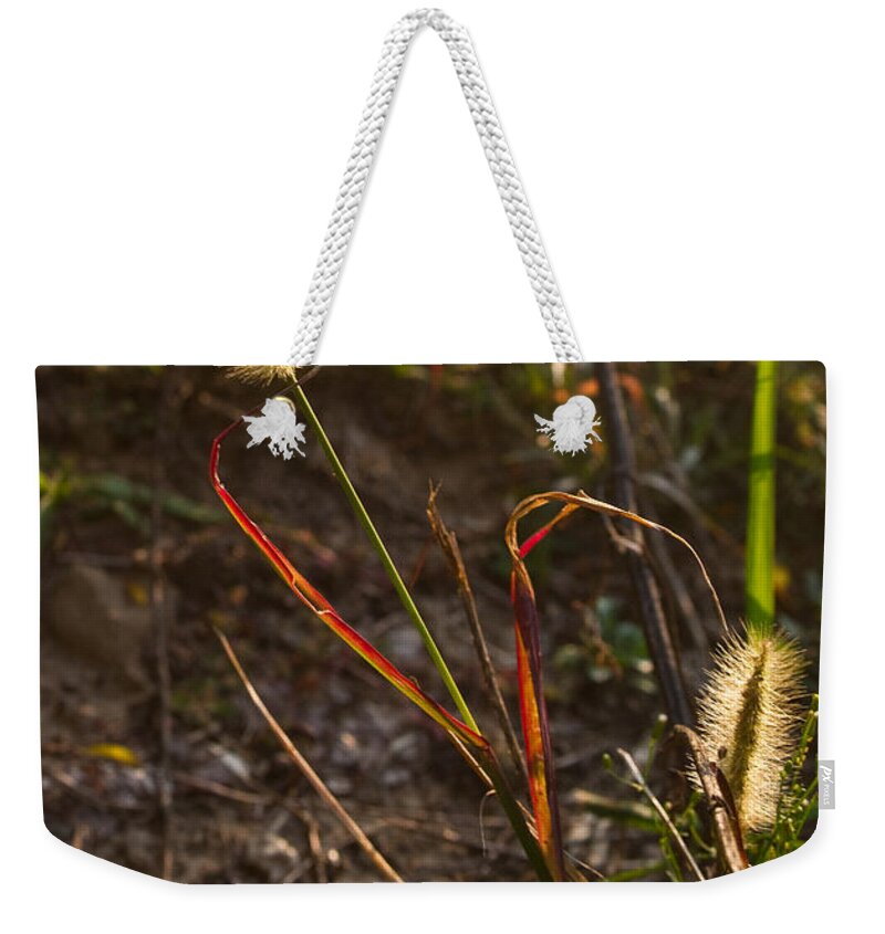 Kentucky Weekender Tote Bag featuring the photograph Glowing Foxtails by Douglas Barnett