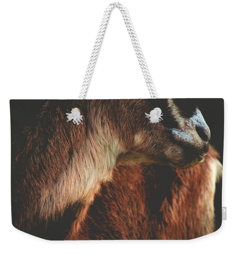 Goat Weekender Tote Bag featuring the photograph Goat Love by Viviana Nadowski