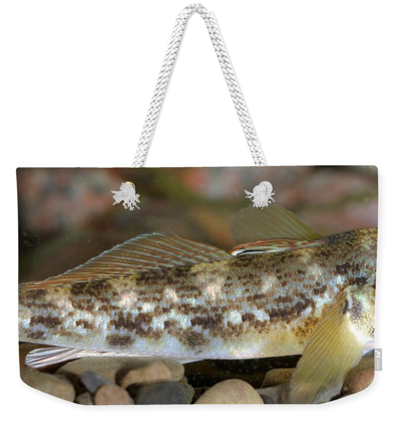 Fish Weekender Tote Bag featuring the photograph Goby Fish by Ted Kinsman