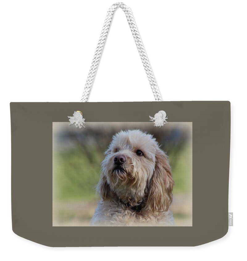 Dogs Weekender Tote Bag featuring the photograph Golden Doodle by Sue Long