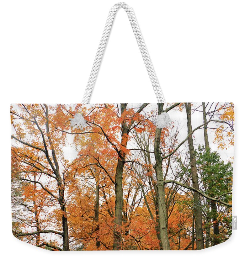 Landscape Weekender Tote Bag featuring the photograph Golden Forest II by Mary Haber