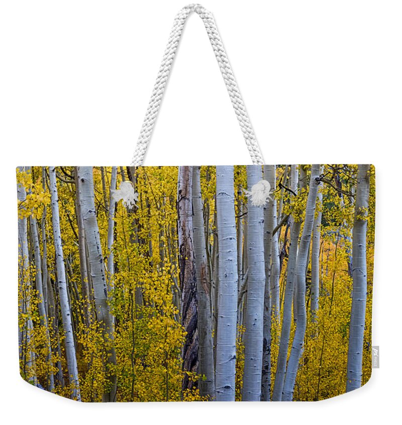 Aspen Weekender Tote Bag featuring the photograph Golden Forest Portrait by James BO Insogna