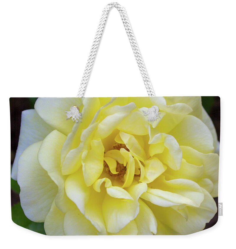Rose Weekender Tote Bag featuring the photograph Golden Glow by Sudakshina Bhattacharya