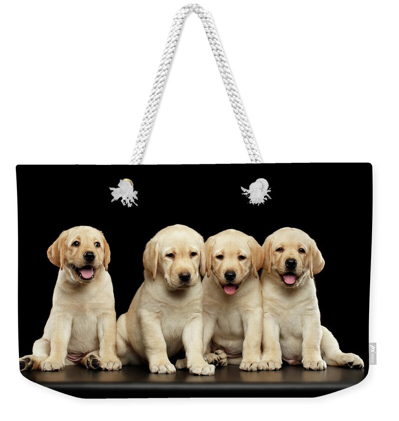 Puppy Weekender Tote Bag featuring the photograph Golden Labrador Retriever puppies isolated on black background by Sergey Taran