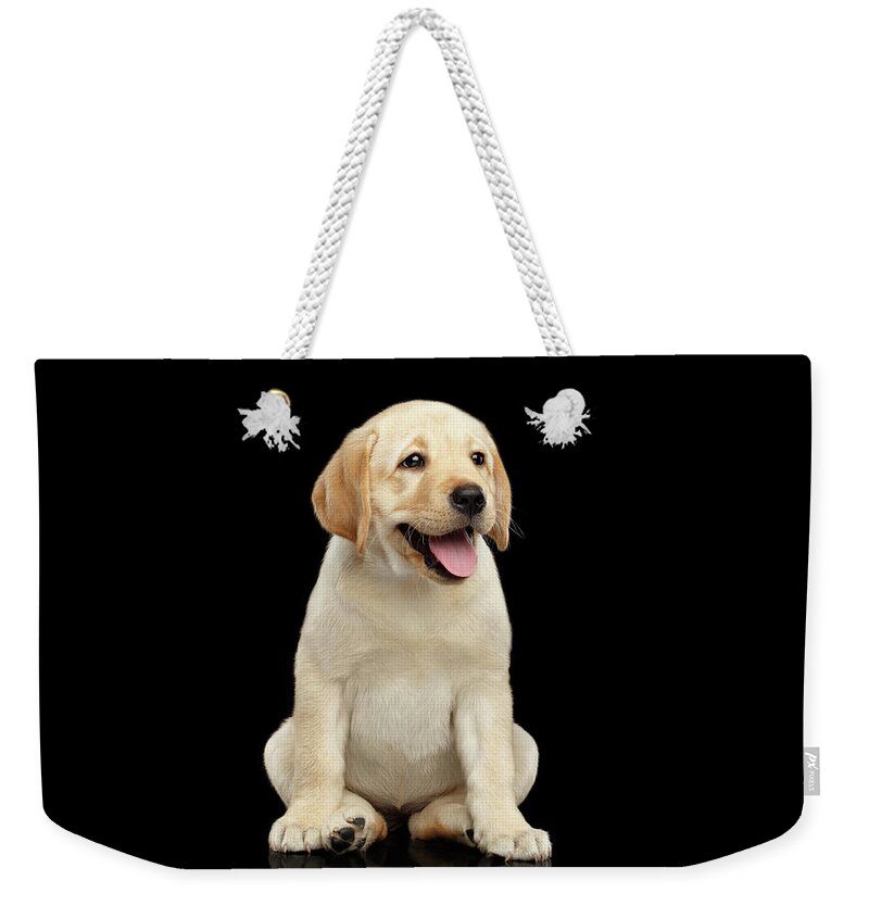 Puppy Weekender Tote Bag featuring the photograph Golden Labrador Retriever puppy isolated on black background by Sergey Taran