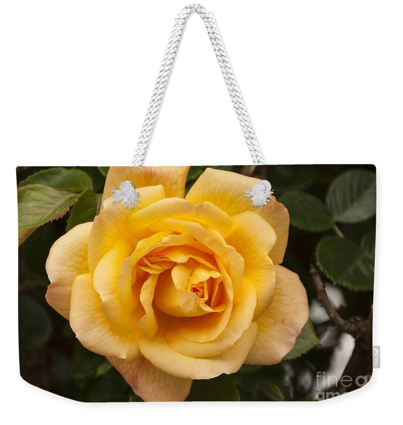 Golden Rose Weekender Tote Bag featuring the photograph Golden Rose by Victoria Harrington
