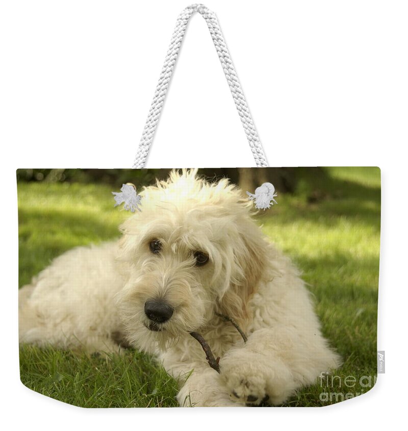Dog Weekender Tote Bag featuring the photograph Goldendoodle Puppy and Stick by Anna Lisa Yoder