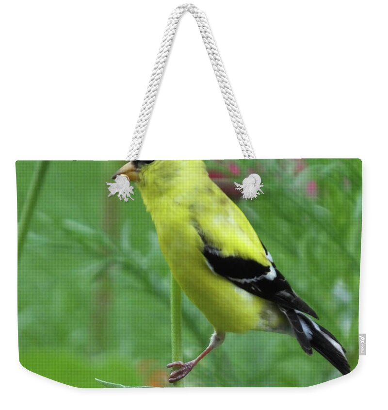 Yellow Bird Weekender Tote Bag featuring the photograph Goldfinch 20 by Lizi Beard-Ward