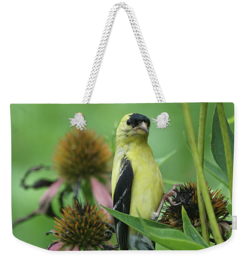 Goldfinch Weekender Tote Bag featuring the photograph Goldfinch on Coneflower Seed Head by Robert E Alter Reflections of Infinity