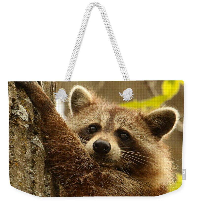 Raccoon Weekender Tote Bag featuring the photograph Good Grip by Heather King