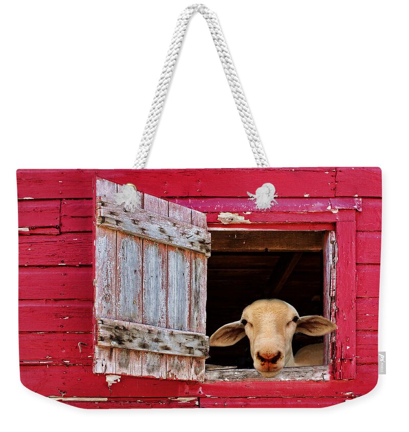 Farm Animals Weekender Tote Bag featuring the photograph Good Morning by Nikolyn McDonald
