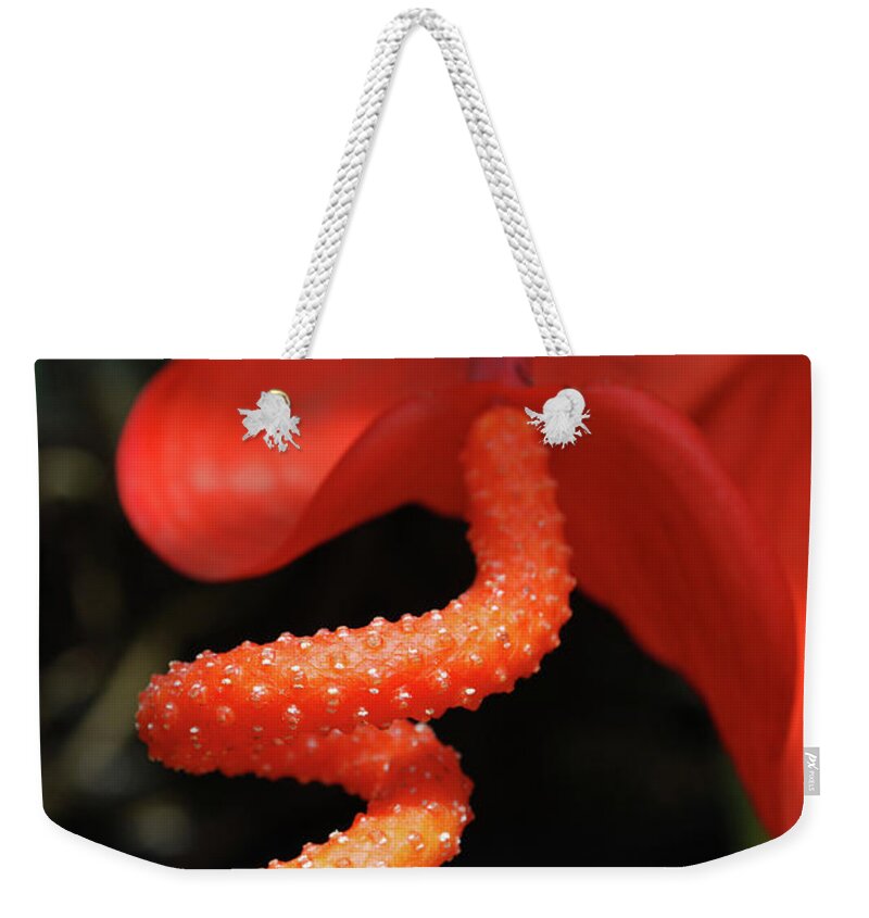 Tropical-flower Weekender Tote Bag featuring the photograph Gorgeous Orange Tropical Flower Blossom by DejaVu Designs