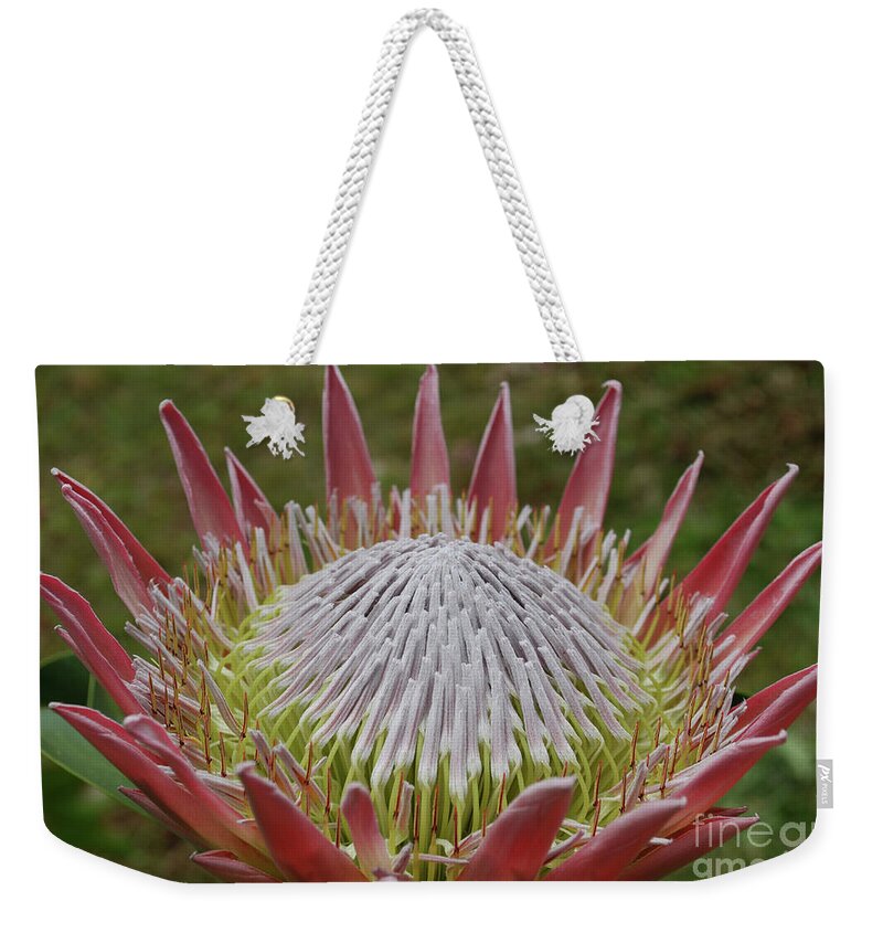 Protea Weekender Tote Bag featuring the photograph Gorgeous Pink Spikey Protea Flower Blossoms in a Garden by DejaVu Designs