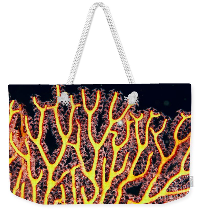 30-pfs0120 Weekender Tote Bag featuring the photograph Gorgonian Coral Fan by Dave Fleetham - Printscapes