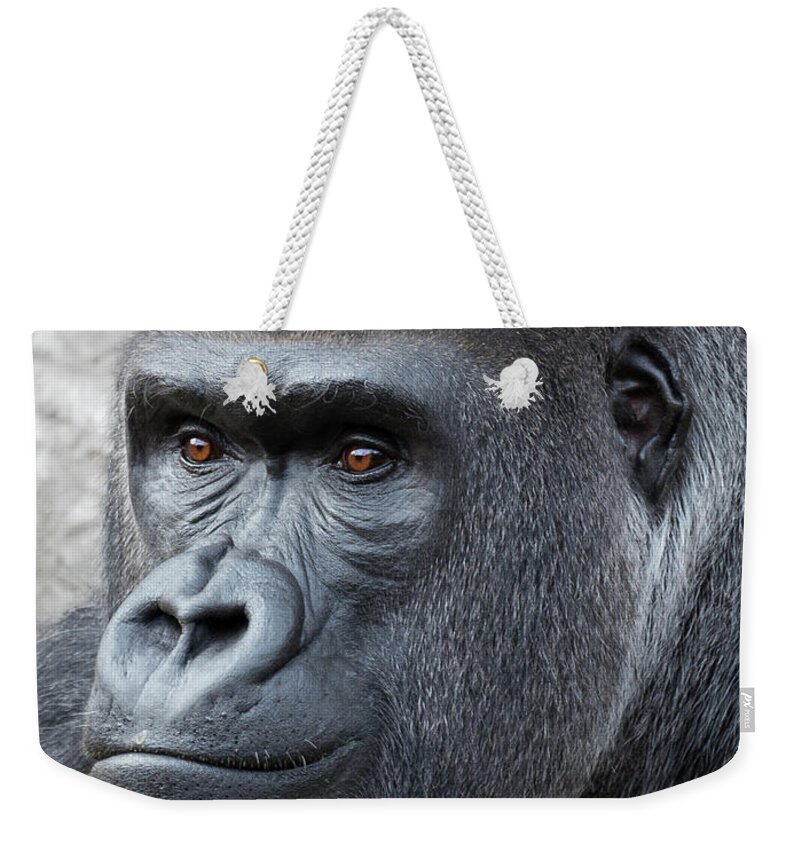 Gorillas Weekender Tote Bag featuring the photograph Gorillas in the Mist by Robert Bellomy