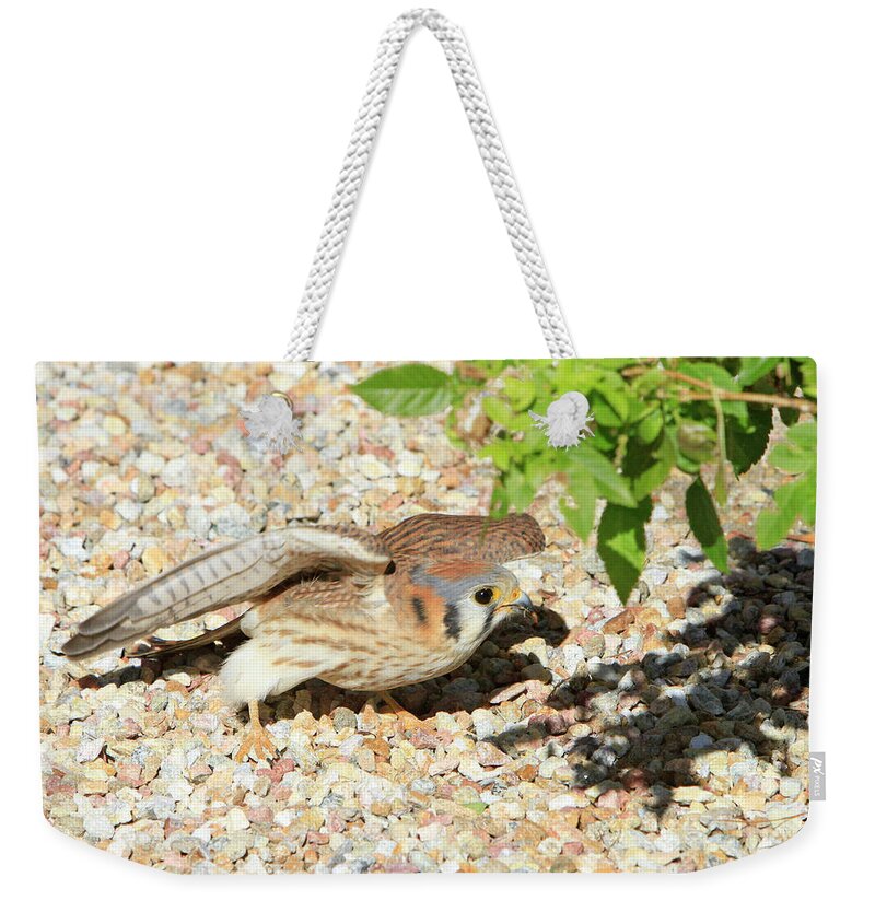 Kestrel Weekender Tote Bag featuring the photograph Gotcha by Shoal Hollingsworth