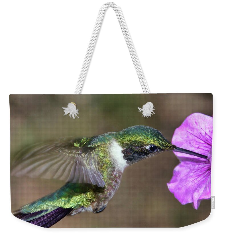 Ruby-throated Hummingbird Weekender Tote Bag featuring the photograph Grace in Green and Purple by Leda Robertson