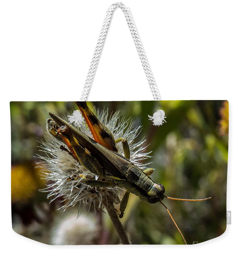 Grasshopper Weekender Tote Bag featuring the photograph Grasshopper 1 by Christy Garavetto