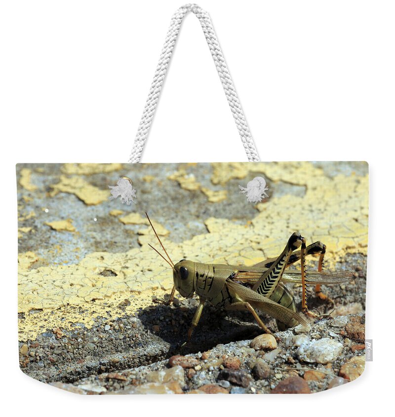 Grasshopper Weekender Tote Bag featuring the photograph Grasshopper Laying Eggs by Travis Rogers