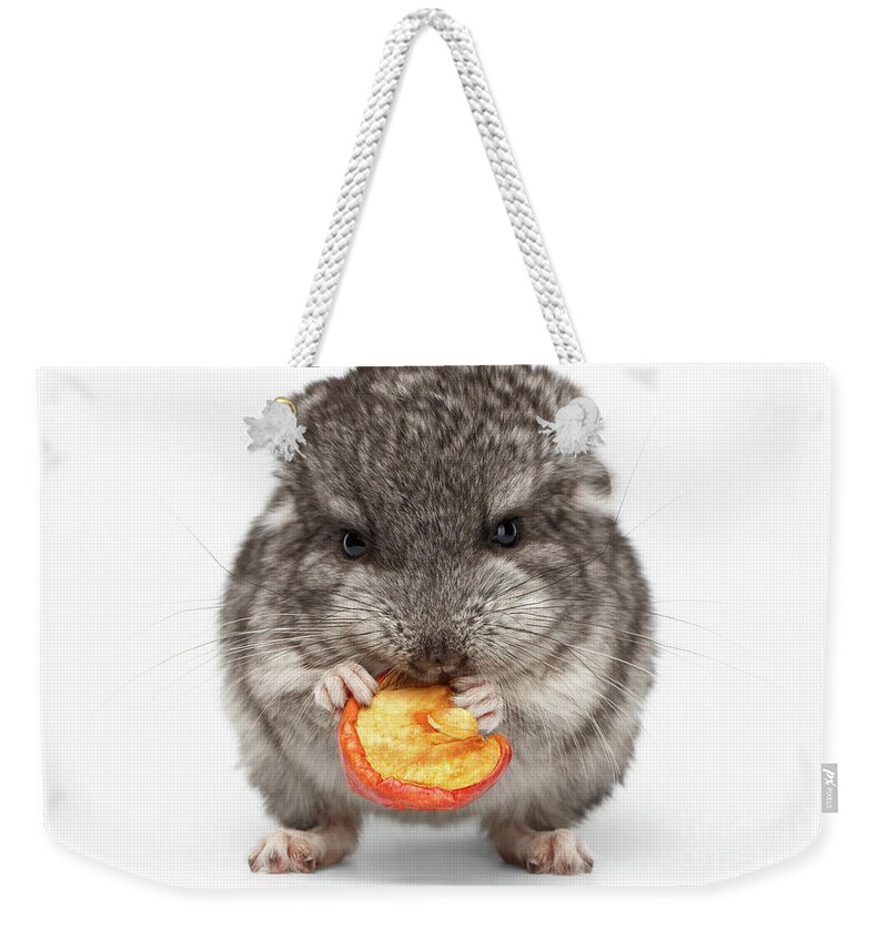 Chinchilla Weekender Tote Bag featuring the photograph Gray Baby Chinchilla Eating Apple on white by Sergey Taran