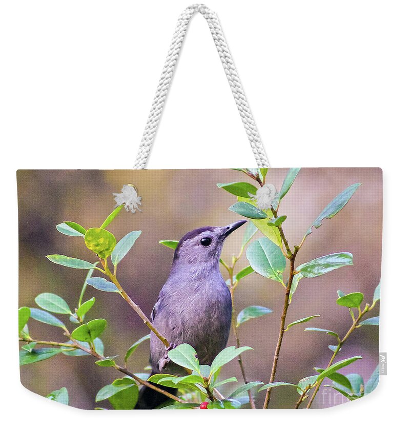 Nature Weekender Tote Bag featuring the photograph Gray Catbird Posing by DB Hayes