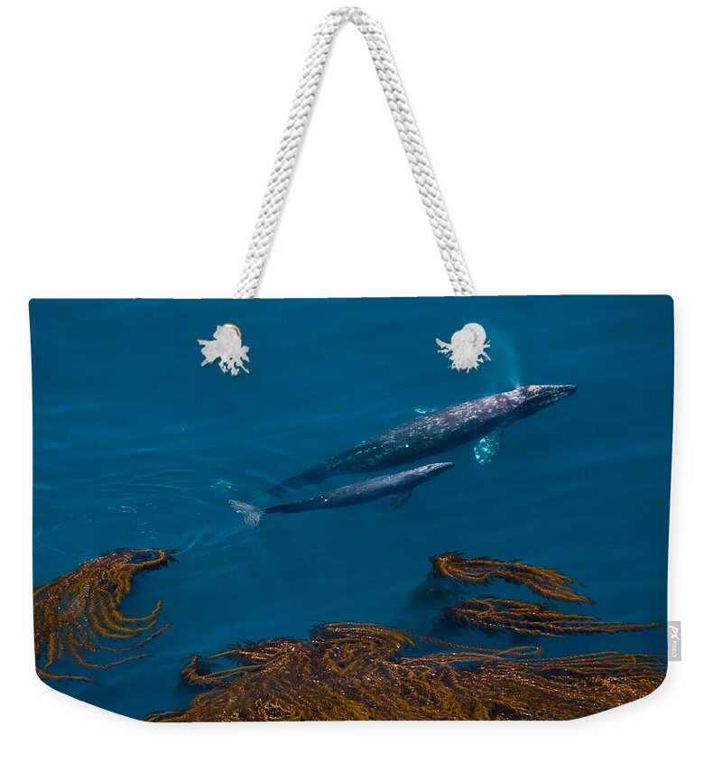 Whale Weekender Tote Bag featuring the photograph Gray Whale and Calf by Douglas Croft by California Coastal Commission