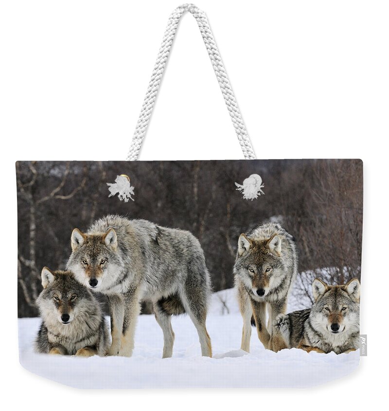 00436589 Weekender Tote Bag featuring the photograph Gray Wolves Norway by Jasper Doest