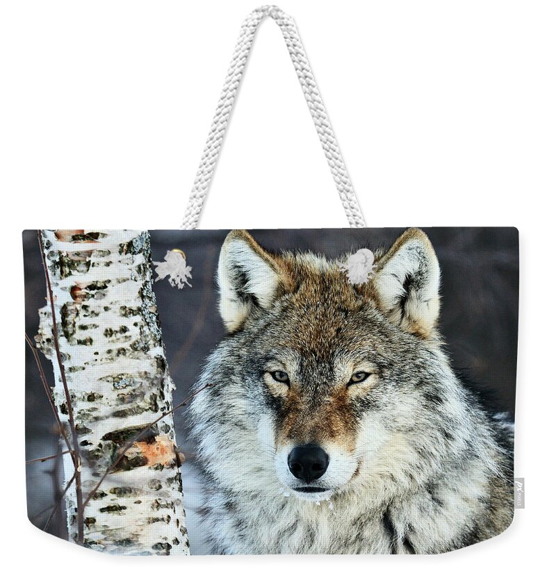 70015066 Weekender Tote Bag featuring the photograph Gray Wolf Portrait by Jasper Doest