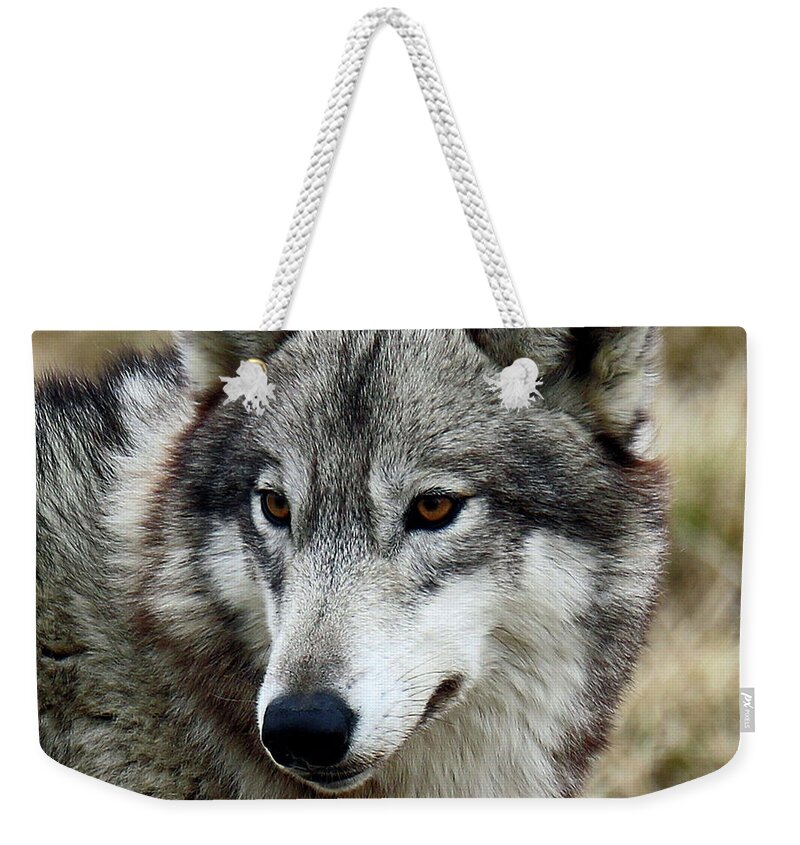 Wolf Weekender Tote Bag featuring the photograph Gray Wolf by Steve Gass